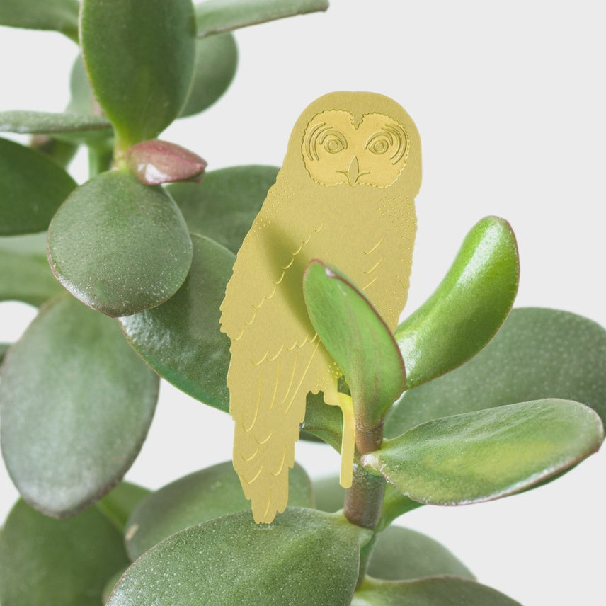 Plant Animals - Owl