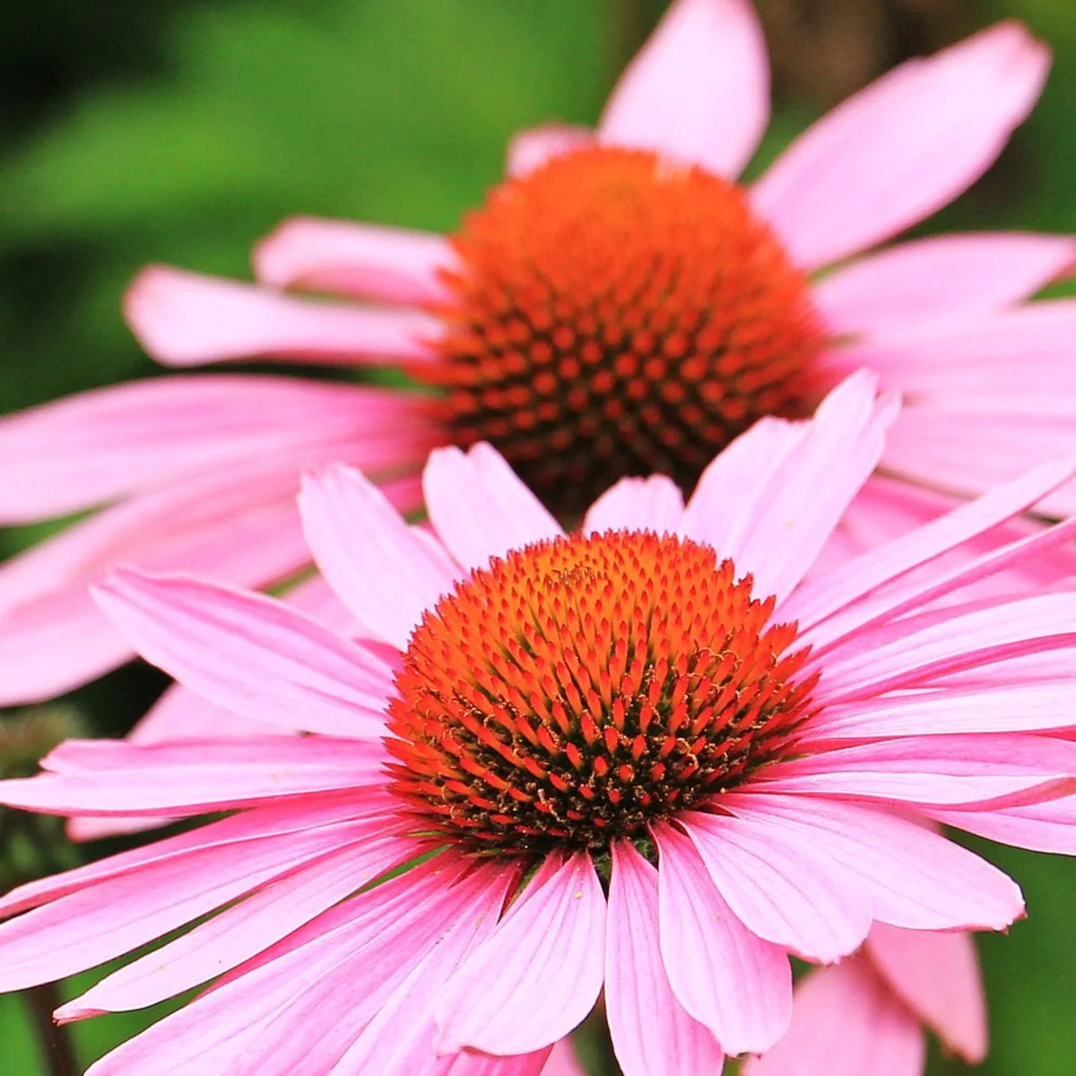 Strength In Echinacea Seed Packet