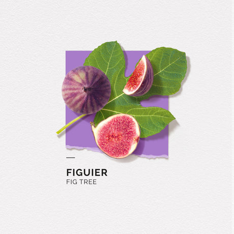 Figuier (Fig) 15ml Solinotes Eau de Parfum